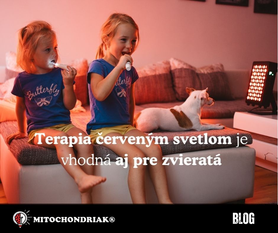 SK Terapia červeným svetlom je vhodná aj pre zvieratá